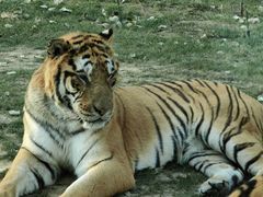 -北京野生动物园