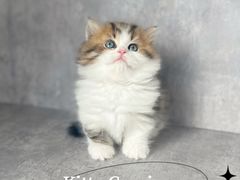 -小猫来了·猫舍(红山六九七九店)