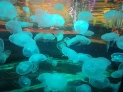 -石家庄海洋公园