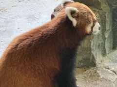 -绿色星球动物主题公园