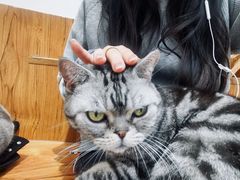 -有猫主题·治愈系猫咖(曾厝垵店)