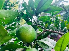 -上海市保健医疗中心