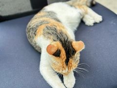 -Again Coffee Roaster(香蜜湖店)