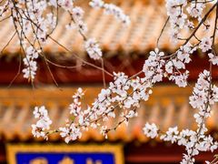 -桃花堤公园