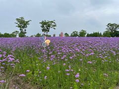 -同里国家湿地公园