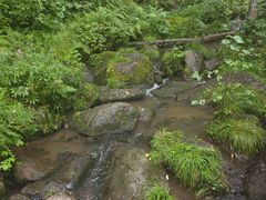 -五营红松林海景区