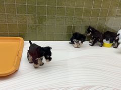 -帕帕拉兹宠物(亚洲旗舰店)