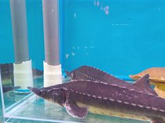 -一品江南韵·淮扬菜