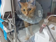 -美联众合动物医院·24h京西诊疗中心