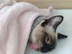 -达爱动物医院·犬猫分区·CT·复杂眼科(远洋山水分院)