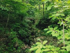 -天女山森林公园
