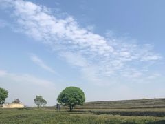 -龙坞茶村