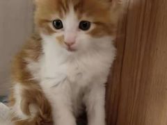 -70cat德文卷毛猫·缅因猫纯种猫舍