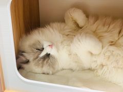 -COLOR PETS 撸猫馆·购猫·猫咖(长风大悦城店)