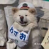 战败的龙虾不论之前有多勇猛，接下来都会失去斗志