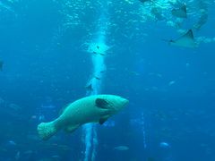 -亚龙湾海底世界