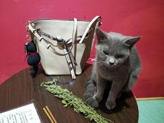 -猫色咖啡·猫咖