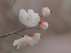 -洋湖国家湿地公园