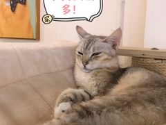 -Heymao猫咖.咖啡厅(东门店)