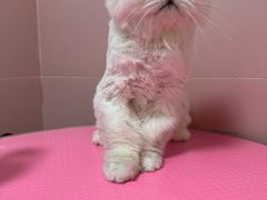 -猫苑生活馆