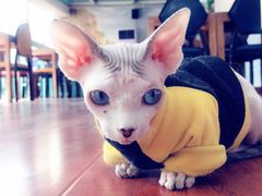 -猫小院猫主题咖啡厅(北锣店)