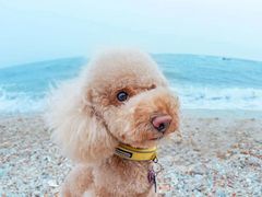 -超宠爱宠物摄影-Super pet