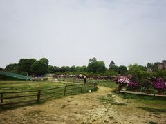 -秀丽东方