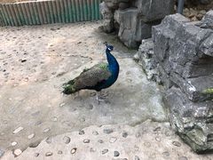 -燕塞湖鸟语林景区