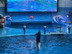 -海合安成都极地海洋公园
