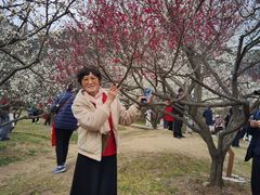 -香雪海