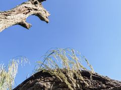 -鹤之洲湿地公园