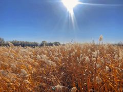 -野鸭湖国家湿地公园