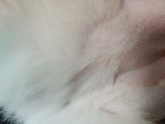 -创凡宠物医院·骨专科  猫科中心(西乡分院)