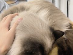 -楼上猫咖(罗湖店)
