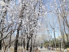 -大兴滨河森林公园