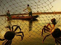 白洋淀绿淀牌野生河蟹-白洋淀绿淀尚品土特产