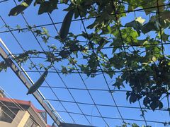 -崂山水果园农家宴(泉水鸡店)