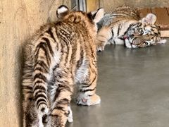 -大连森林动物园