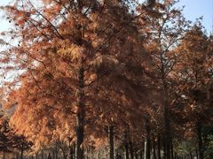 -黄海国家森林公园