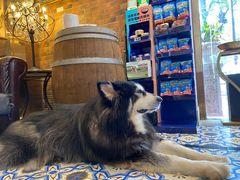 -more than meow吴止猫主题餐厅(承德 中船汇店)