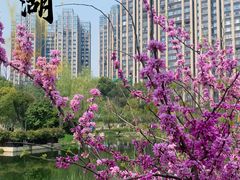 -洋湖国家湿地公园