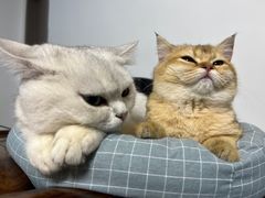 -lincat·猫舍(广州店)