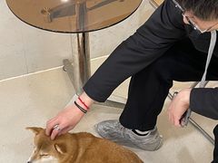 -共舞时光猫咖·狗咖(新街口店)