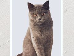 -天宠宠物医院24小时·急重症诊疗中心·全科·腔镜特色(和平分院)