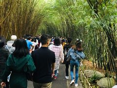 景点-成都大熊猫繁育研究基地