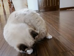 -瑞派福兴宠物医院犬猫全科·骨科·中西医结合(河东店)