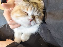 -平行世界·猫咖(首经贸店)