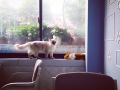 -喵的天空名猫咖啡馆·撸猫·猫舍·用品