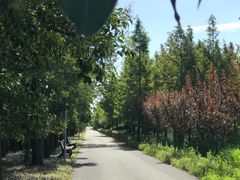 -上海长兴岛郊野公园