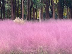-昆山城市生态森林公园